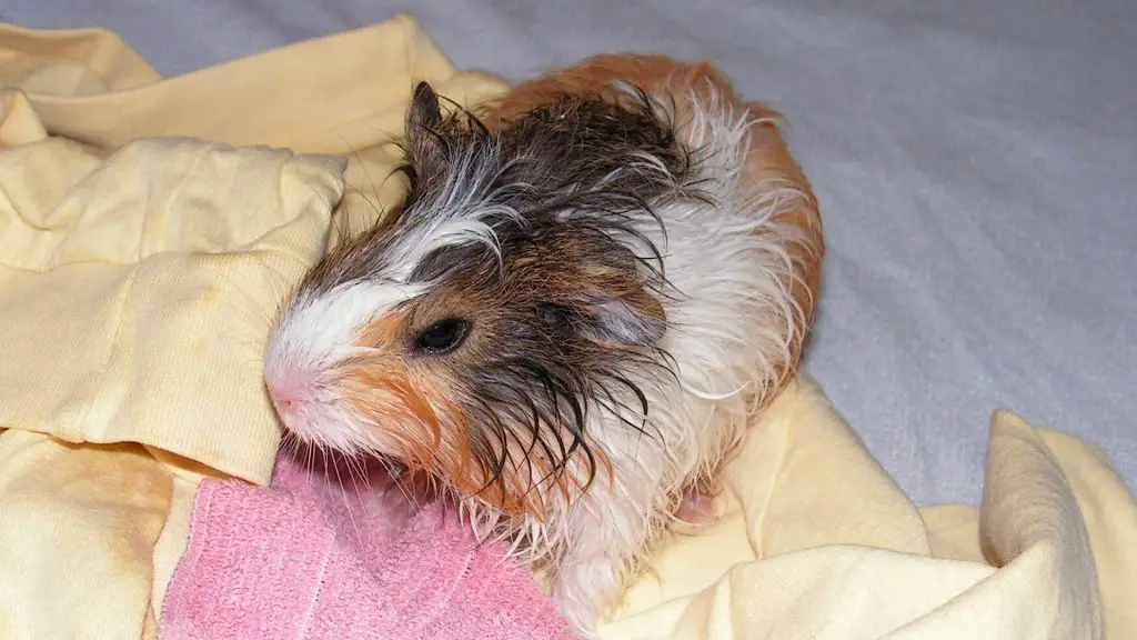 do-guinea-pigs-need-baths-and-do-they-enjoy-them-guinea-pig-tube