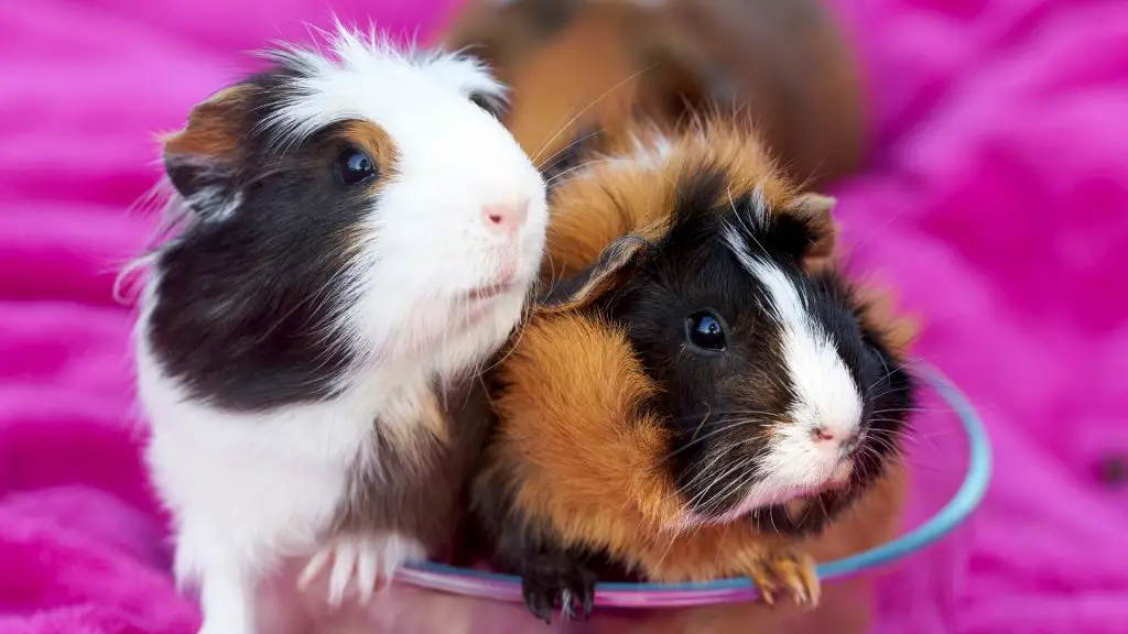 Do Guinea Pigs Need a Friend in Order to Be Happy and Feel Safe ...