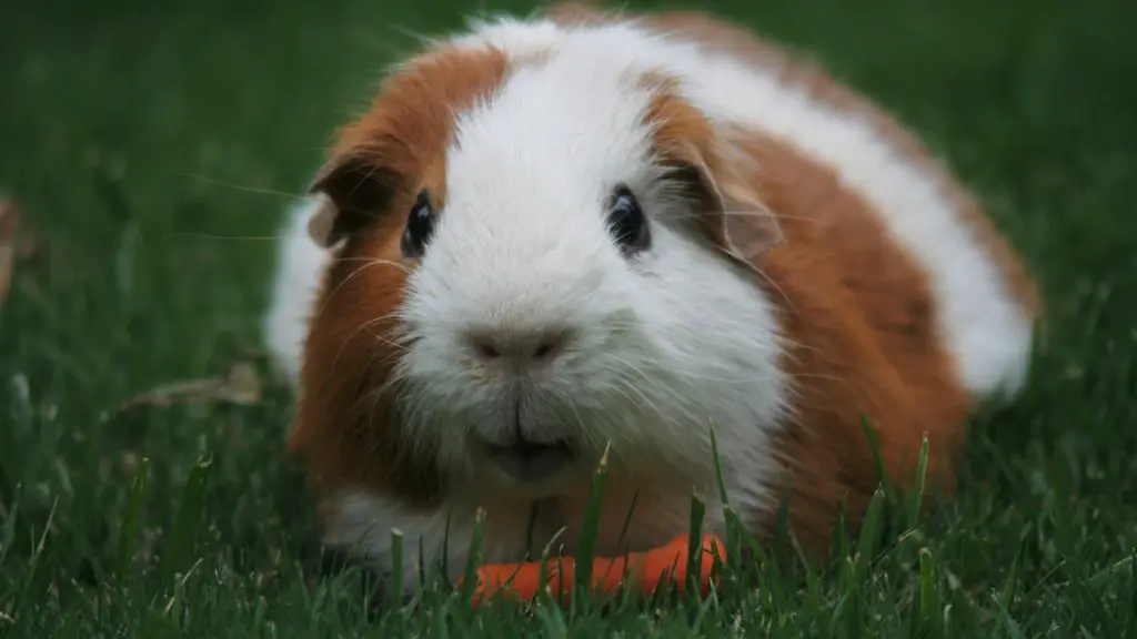 are carrots good for guinea pigs