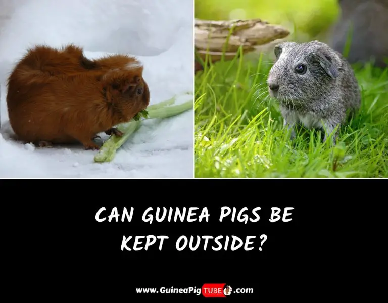 Can Guinea Pigs Be Kept Outside? | Equipment And Guide - Guinea Pig Tube