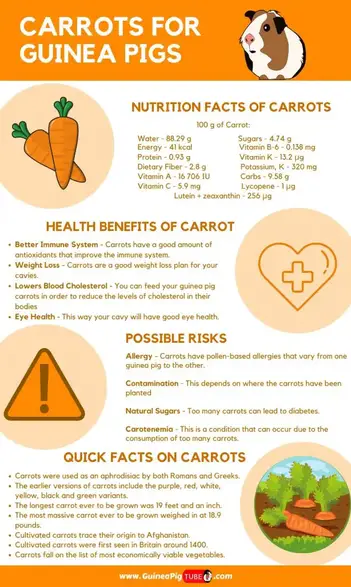 Can Guinea Pigs Eat Carrots Benefits Risks Serving Size More Guinea Pig Tube