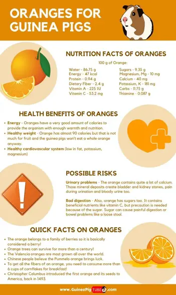 Can Guinea Pigs Eat Oranges Benefits Risks Serving Size More Guinea Pig Tube