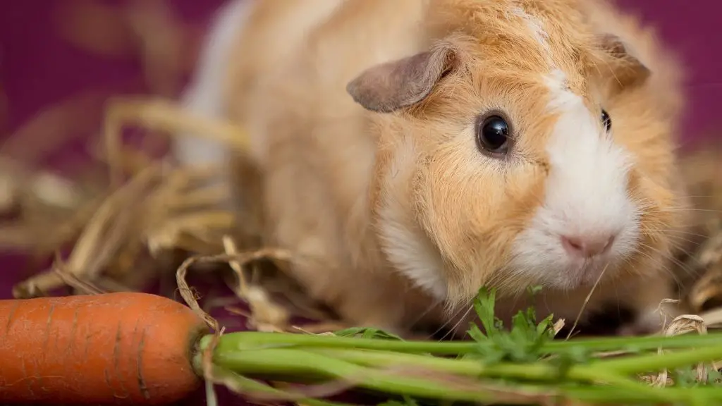 Can Guinea Pigs Eat Carrots? (Benefits, Risks, Serving Size & More ...