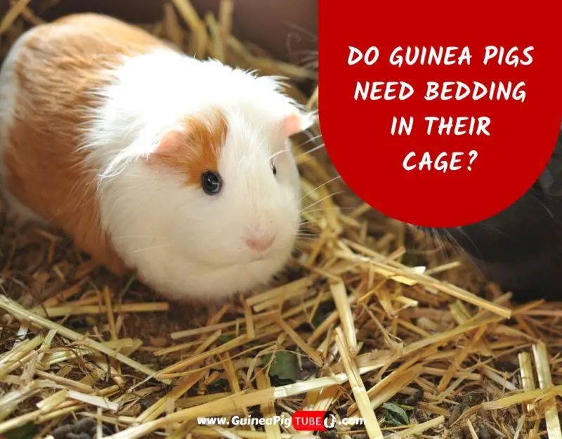 what can you use as guinea pig bedding
