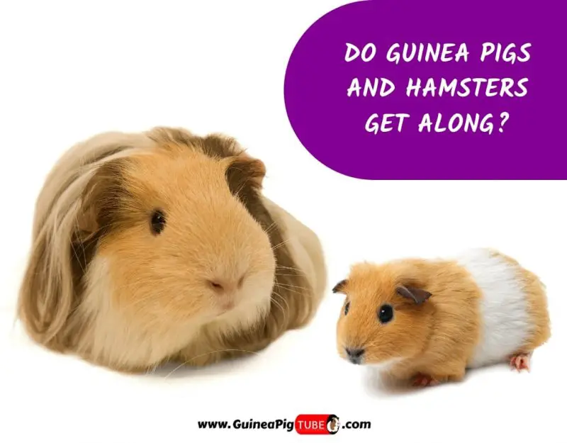 hamsters and guinea pigs