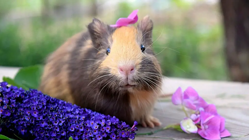 Which Guinea Pig Gender Is Better? | Gender Differences - Guinea Pig Tube