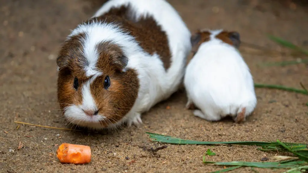 are carrots good for guinea pigs