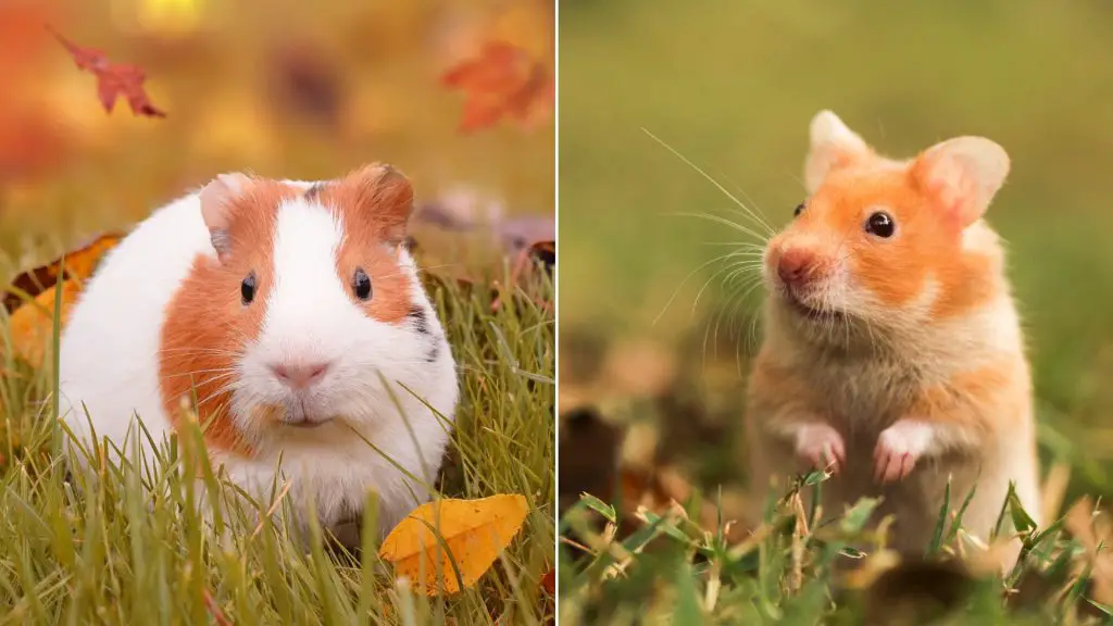 Do Guinea Pigs and Hamsters Get Along? - Guinea Pig Tube