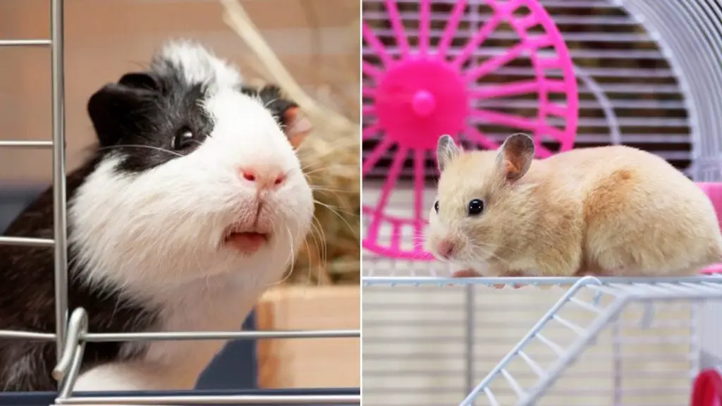 Do Guinea Pigs and Hamsters Get Along? - Guinea Pig Tube