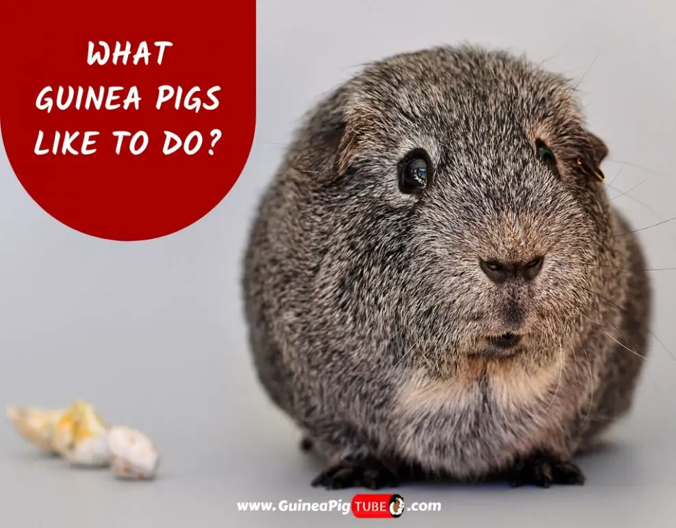 what-do-guinea-pigs-like-to-do-guinea-pig-tube