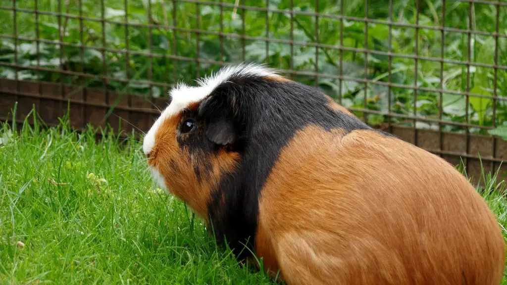 Can Guinea Pigs Be Kept Outside? Equipment And Guide Guinea Pig Tube