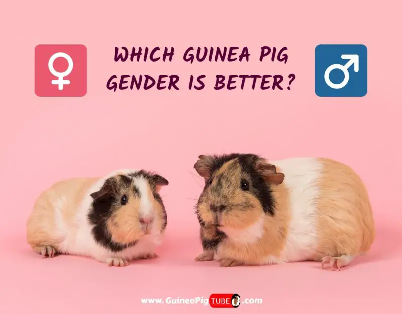 guinea pig female or male