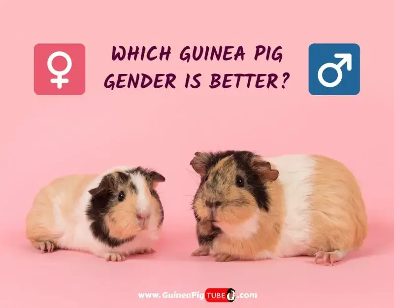 Male Vs Female Guinea Pig Which Guinea Pig Gender Is Better Guinea Pig Tube