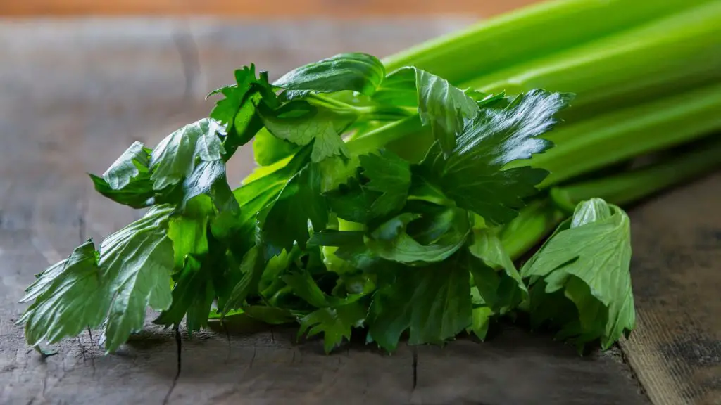 Les cobayes peuvent-ils manger des feuilles de céleri