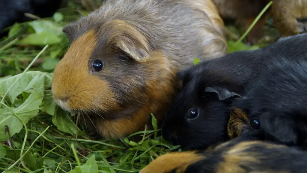 where-do-guinea-pigs-live-in-the-wild-guinea-pig-tube