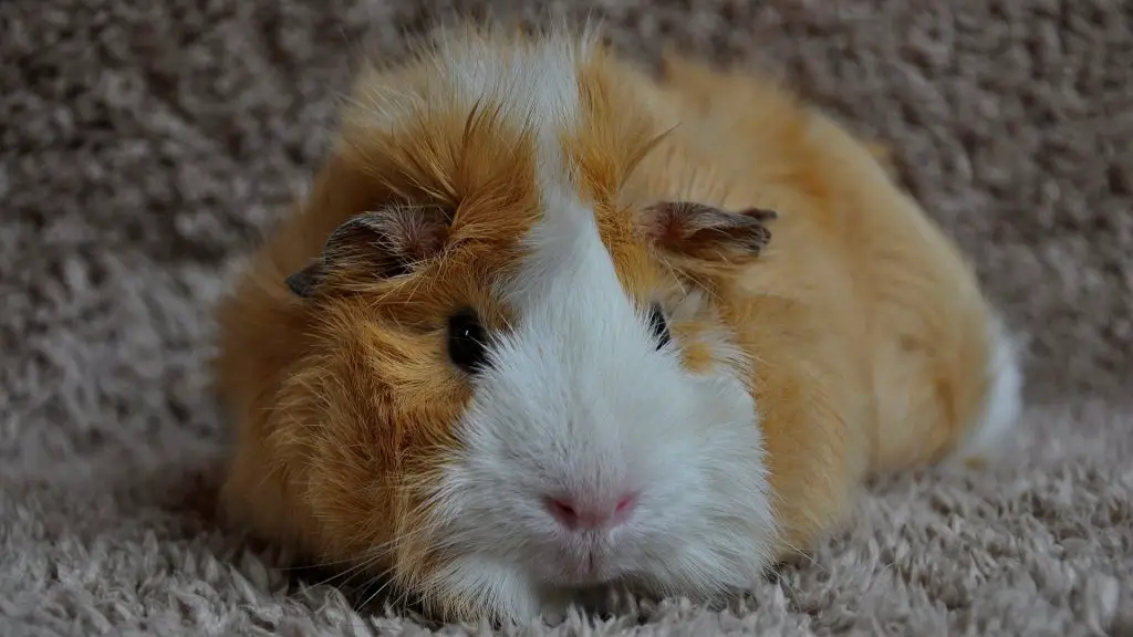 Are Guinea Pigs Nocturnal? | Guinea Pig Sleeping Habits - Guinea Pig Tube