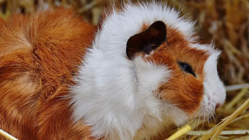 Guinea Pig Eye Infections Symptoms, Prevention and More