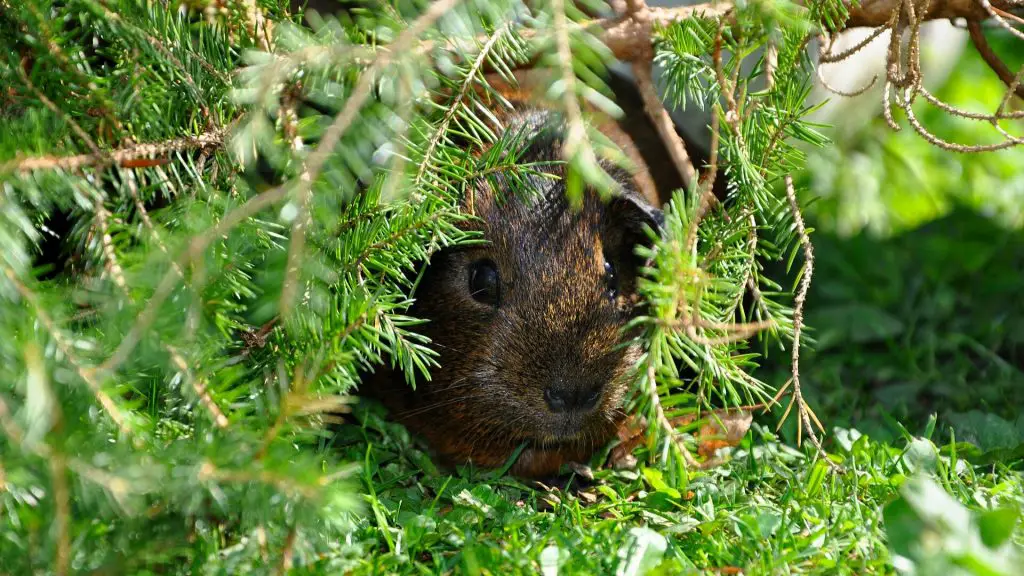 Where Do Guinea Pigs Live in The Wild? - Guinea Pig Tube