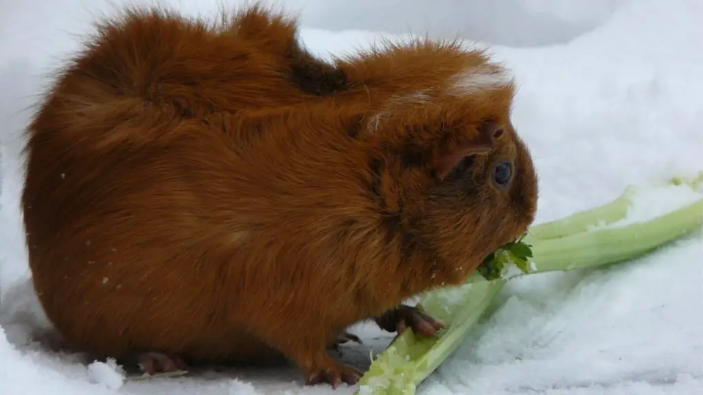 Where Do Guinea Pigs Live In The Wild Guinea Pig Tube