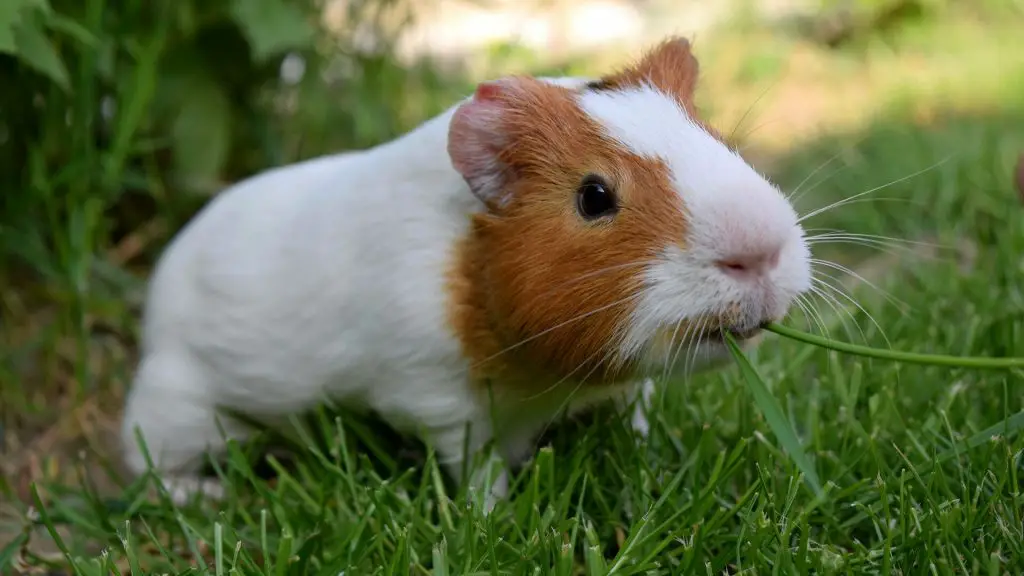 where-do-guinea-pigs-live-in-the-wild-guinea-pig-tube