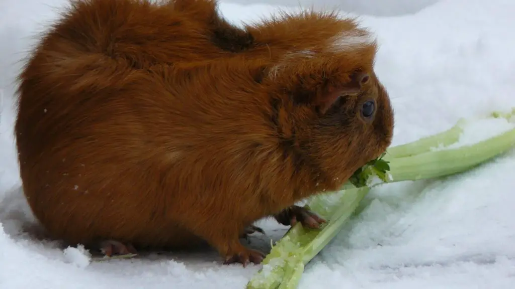 is selderij goed voor cavia ' s