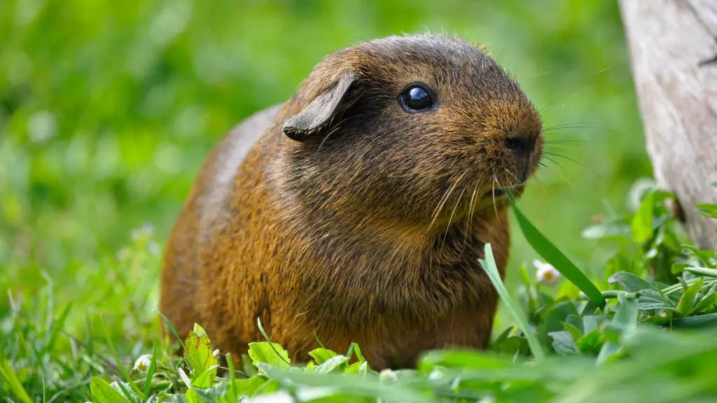 where-do-guinea-pigs-live-in-the-wild-guinea-pig-tube