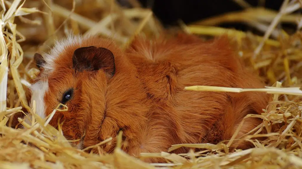 do guinea pigs hibernate