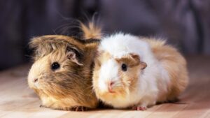 What Do Guinea Pigs Sound Like? | List of Sounds - Guinea Pig Tube