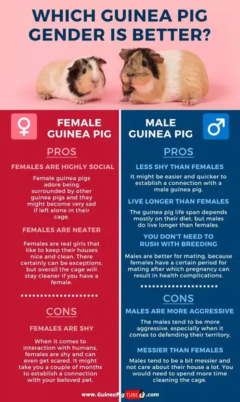 Male Vs Female Guinea Pig Which Guinea Pig Gender Is Better Guinea Pig Tube