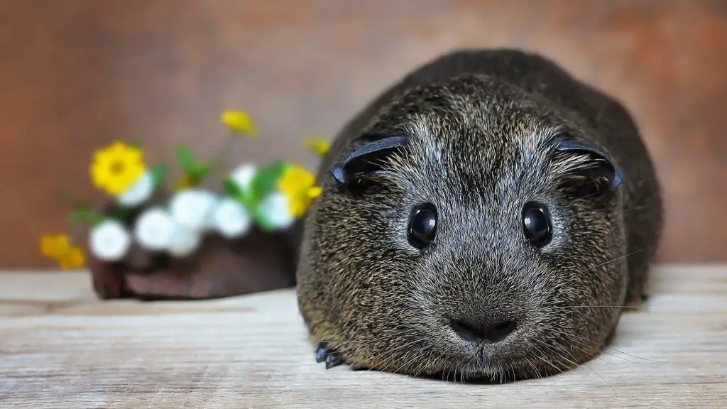 Do Guinea Pigs Have Periods (Menstrual Cycle)? Bleeding