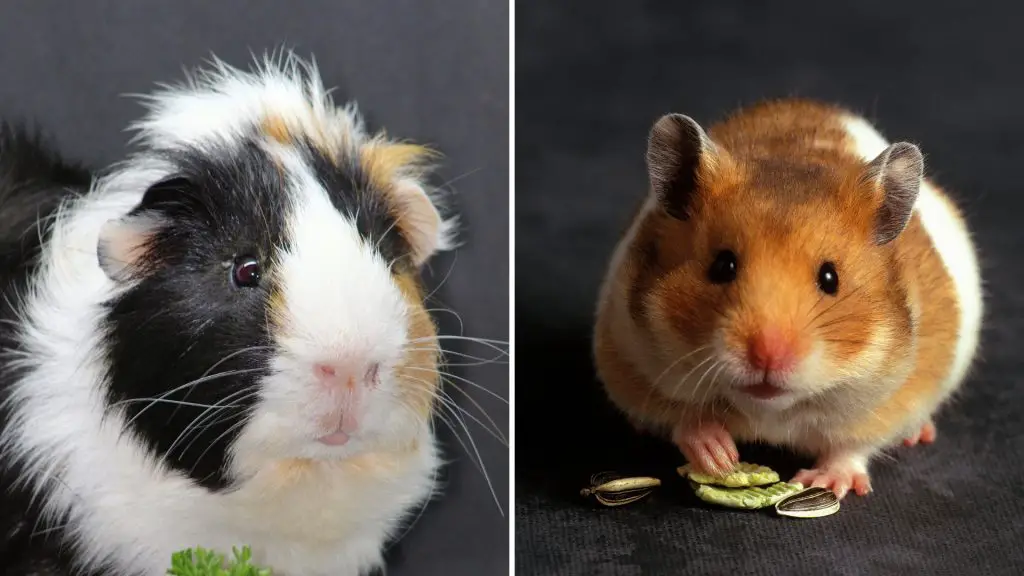 Are Guinea Pigs Really Pigs and Are They Related at All? Guinea Pig Tube