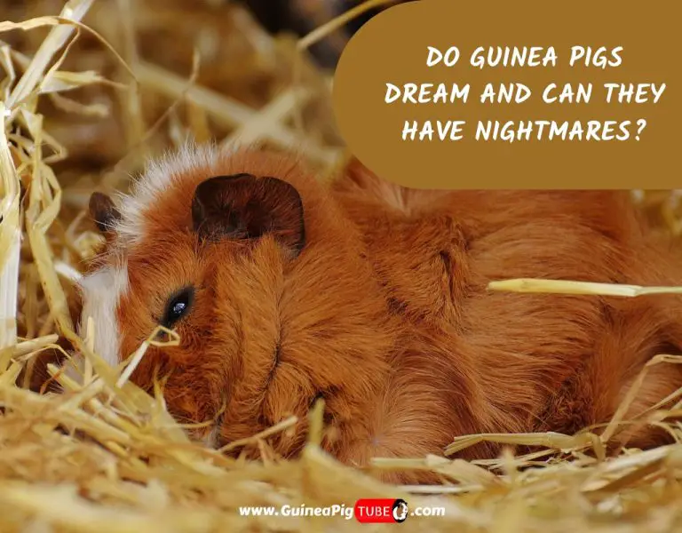 Do Guinea Pigs Dream and Can They Have Nightmares? - Guinea Pig Tube