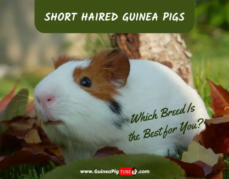 short haired guinea pig