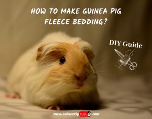 How to Make Guinea Pig Fleece Bedding? | DIY Guide - Guinea Pig Tube