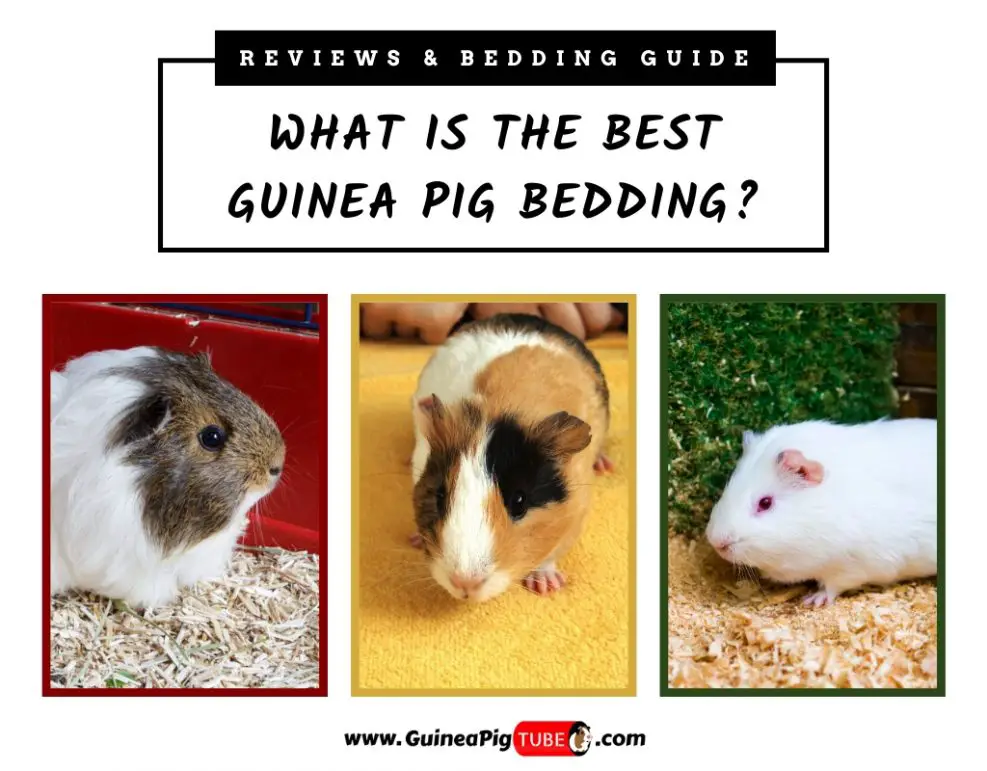 What Is The Best Guinea Pig Bedding: Ultimate Bedding Guide - Guinea ...