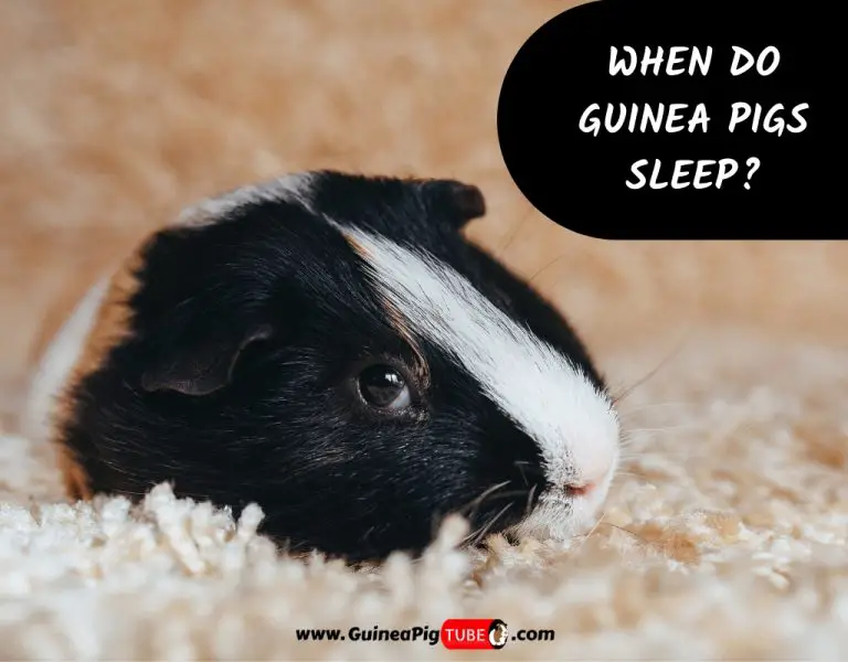 When Do Guinea Pigs Sleep Information And Facts Guinea Pig Tube