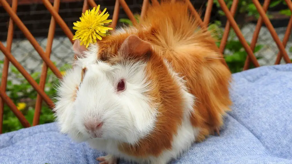 can-guinea-pigs-eat-dandelions-greens-flowers-and-roots-guinea