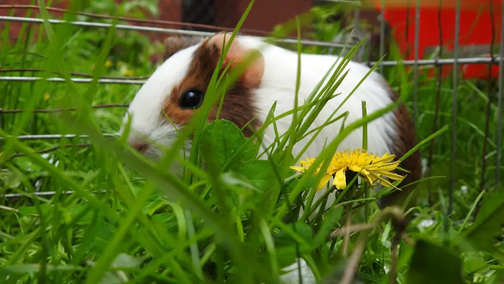 can-guinea-pigs-eat-dandelions-greens-flowers-and-roots-guinea