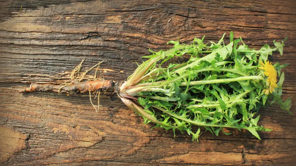 can-guinea-pigs-eat-dandelions-greens-flowers-and-roots-guinea