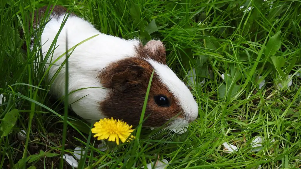 Can Guinea Pigs Eat Dandelions? (Greens, Flowers and Roots) Guinea