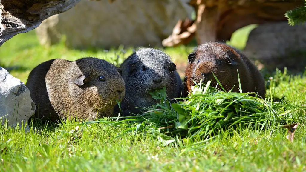 What Do Guinea Pigs LIKE To Eat? - Guinea Pig Tube