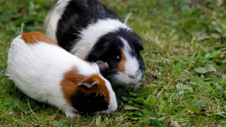 What Do Guinea Pigs Eat In The Wild? | All You Need to Know! - Guinea ...