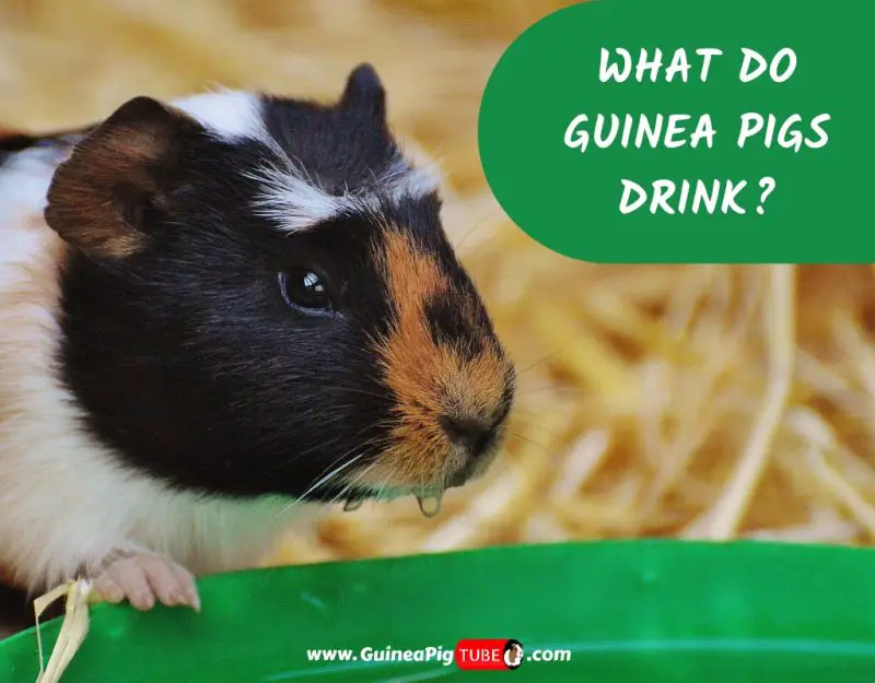 What Do Guinea Pigs Drink? Information and Facts Guinea Pig Tube