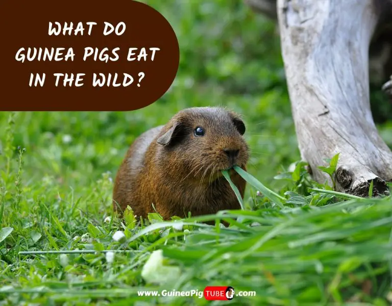 what-do-guinea-pigs-eat-in-the-wild-guinea-pig-tube