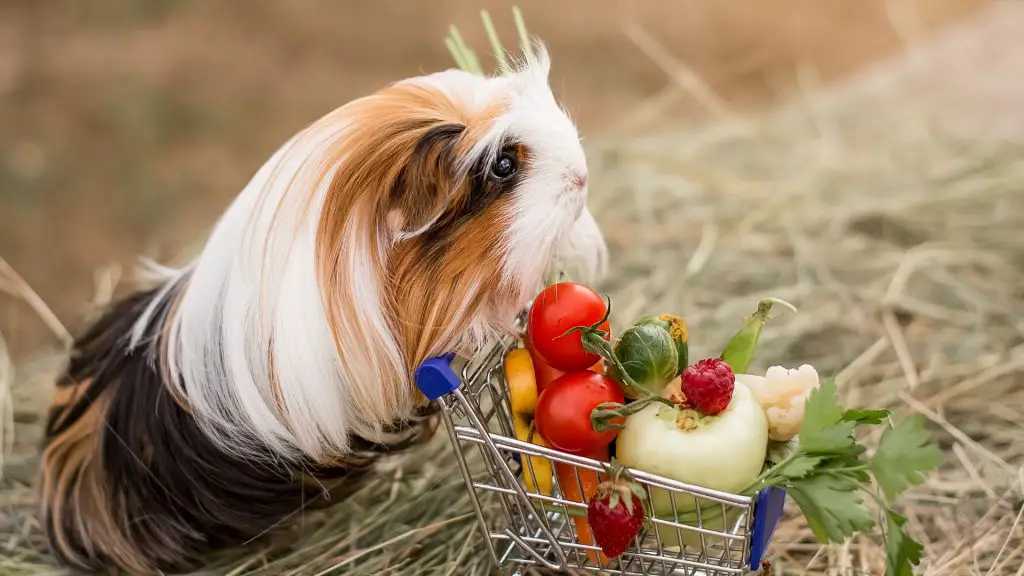 tomato guinea pig