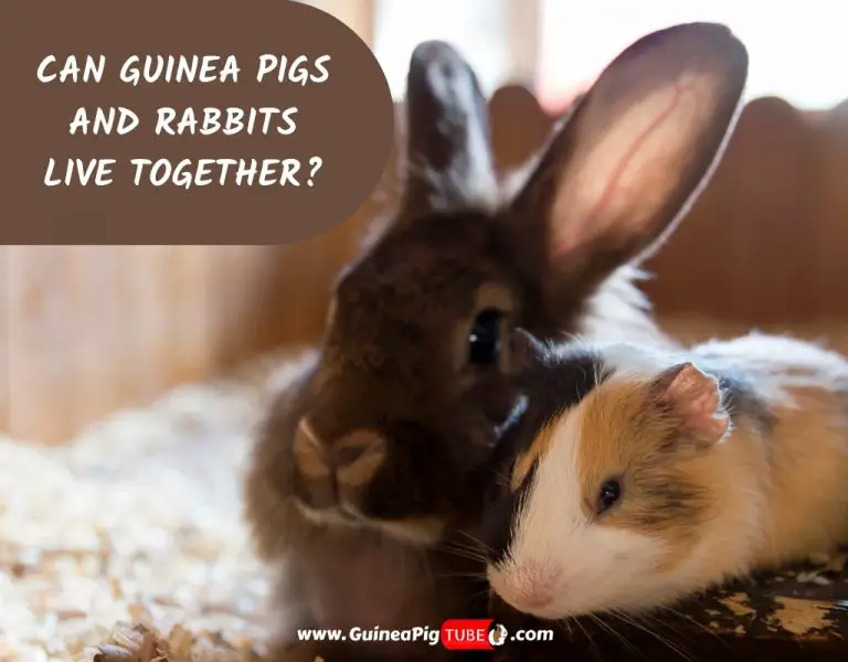 do-guinea-pigs-need-baths-and-do-they-enjoy-them-guinea-pig-tube