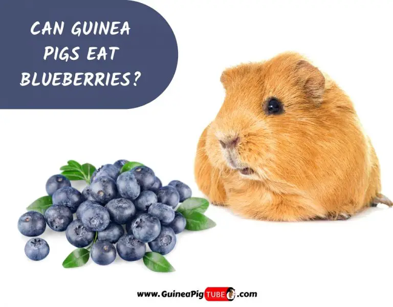 are guinea pigs allowed to eat grapes