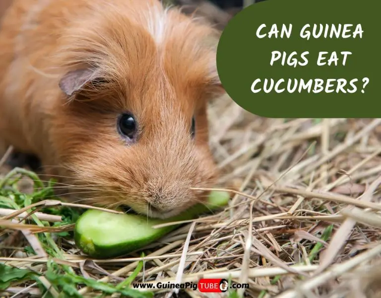 Can Guinea Pigs Drink Juice? (Benefits, Risks, Serving Size & More ...