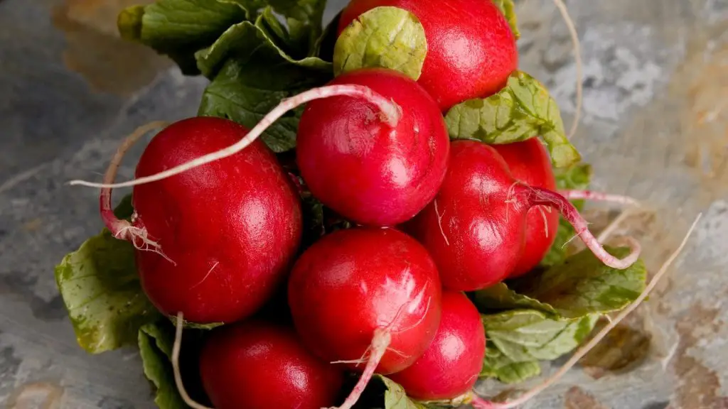 Las cobayas pueden comer rábanos rojos