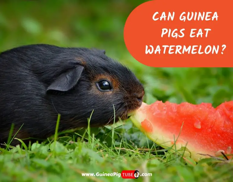 Can Guinea Pigs Eat Watermelon? (Benefits, Risks, Serving Size & More